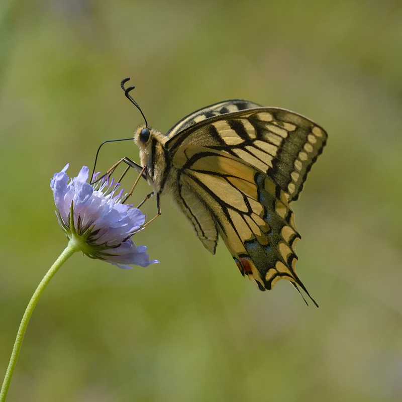 Schmetterling 006