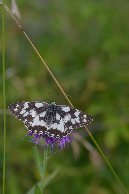 Schmetterling 007