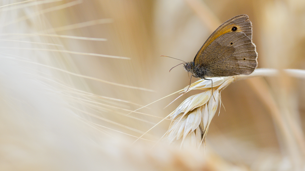 Schmetterling 008