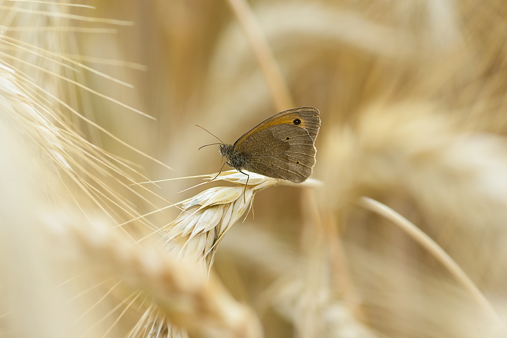 Schmetterling 009