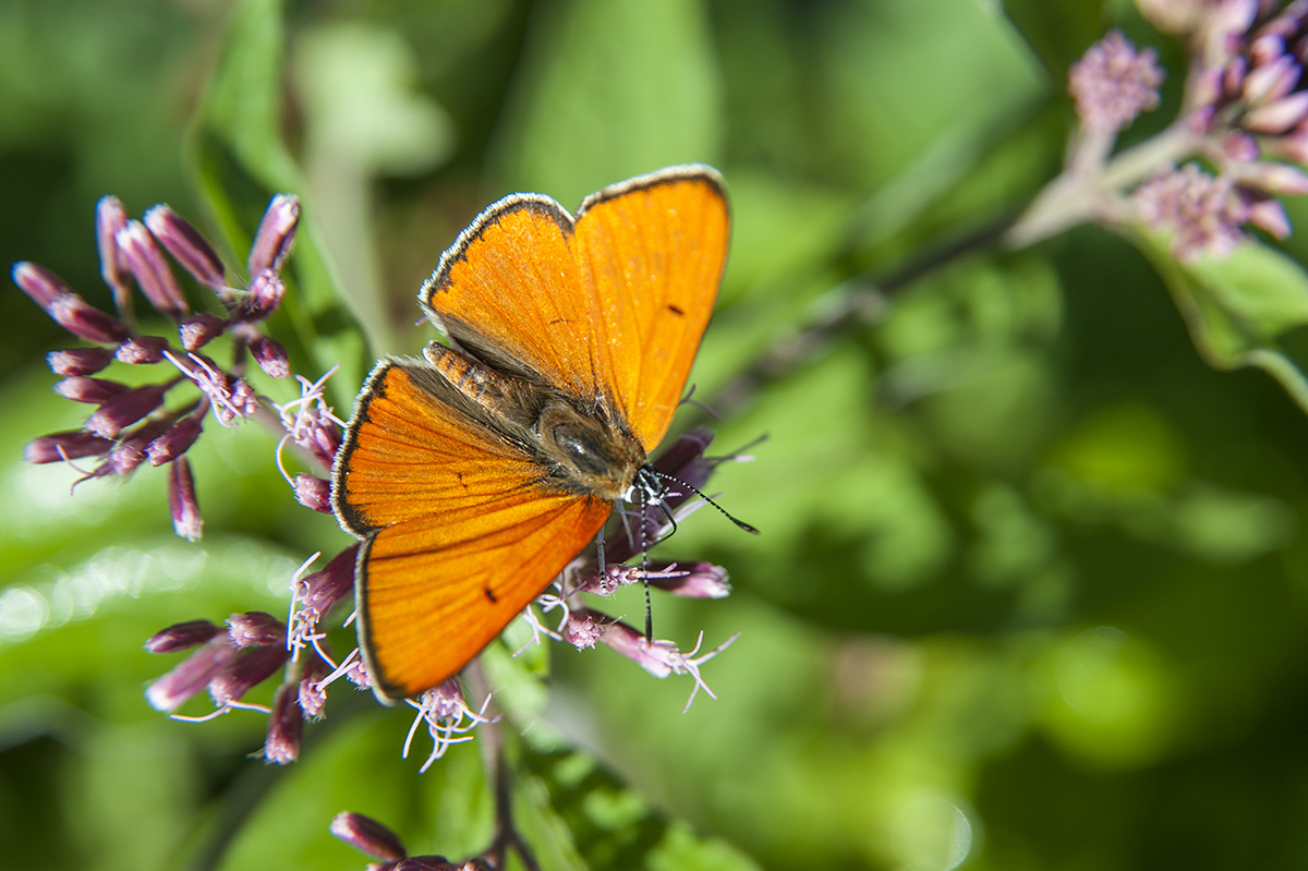 schmetterling 01