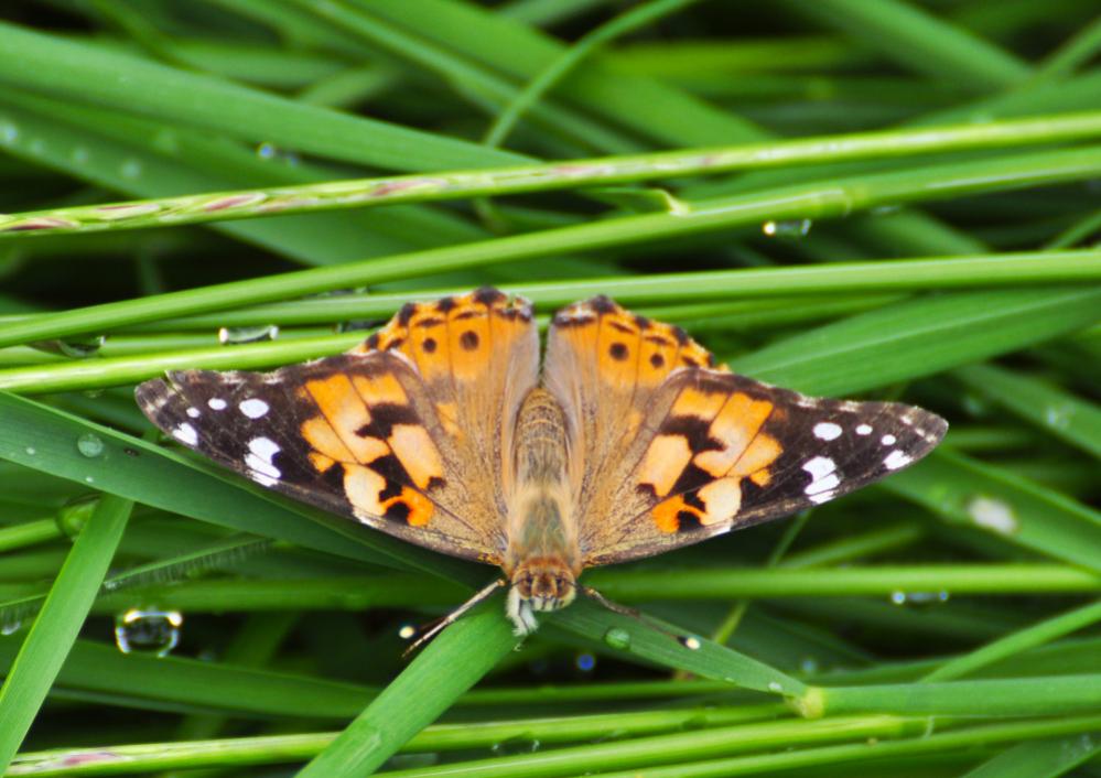 Schmetterling 01