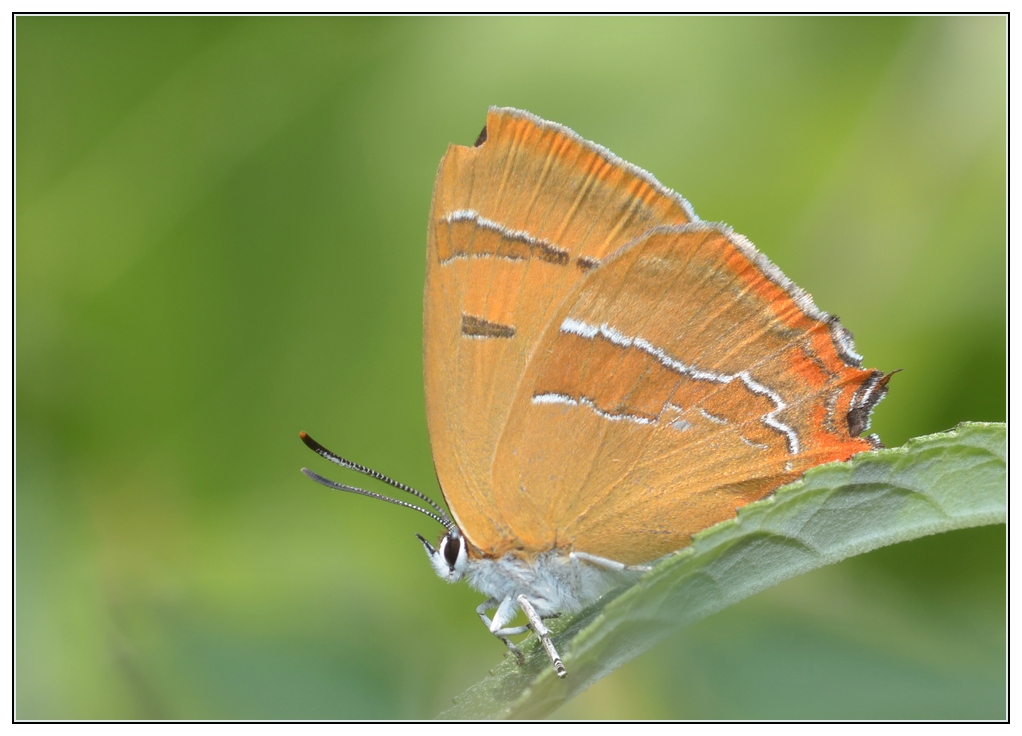 Schmetterling 02