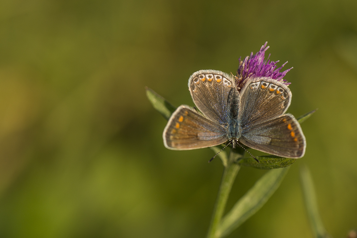 schmetterling 02