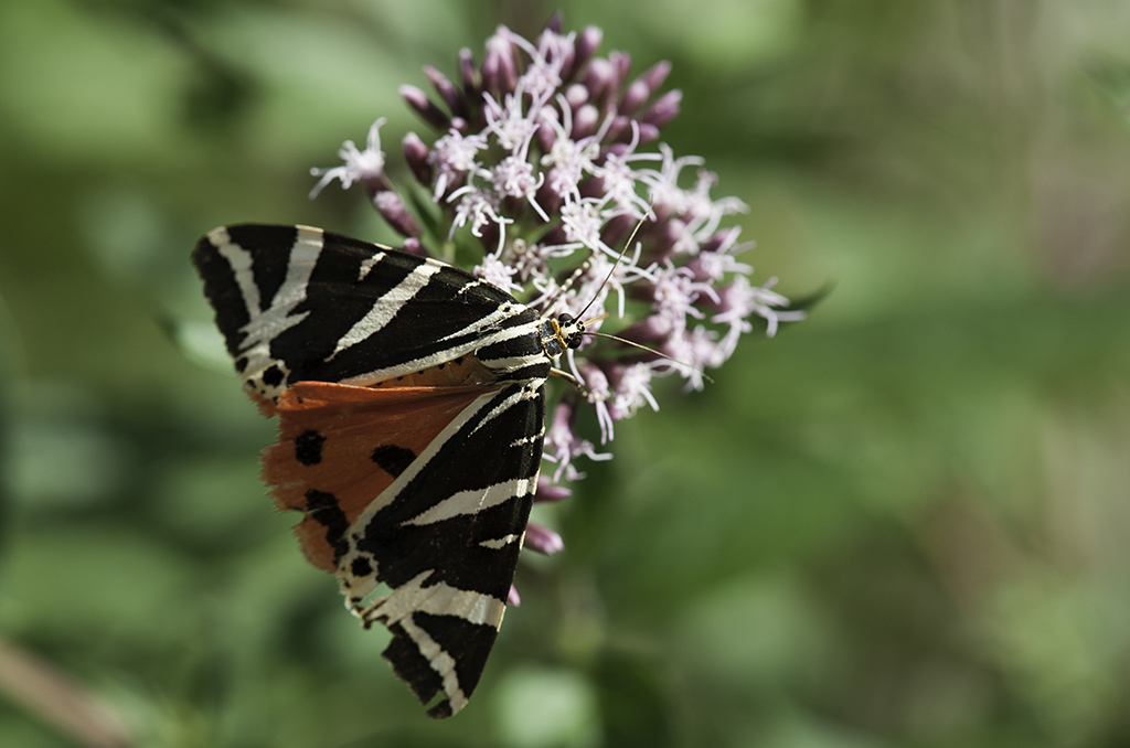 schmetterling 03