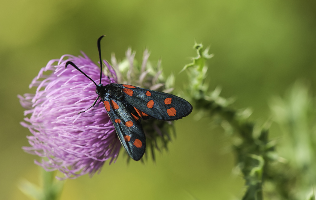 schmetterling 04