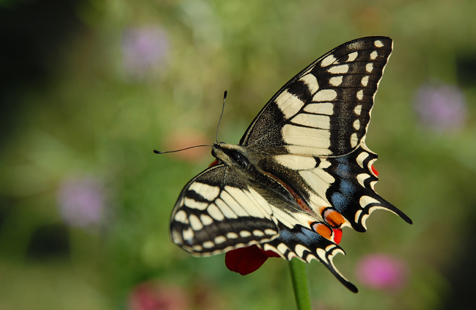 schmetterling 08 2009