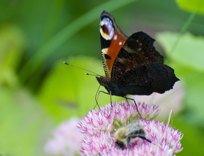 Schmetterling 1 klein filtered