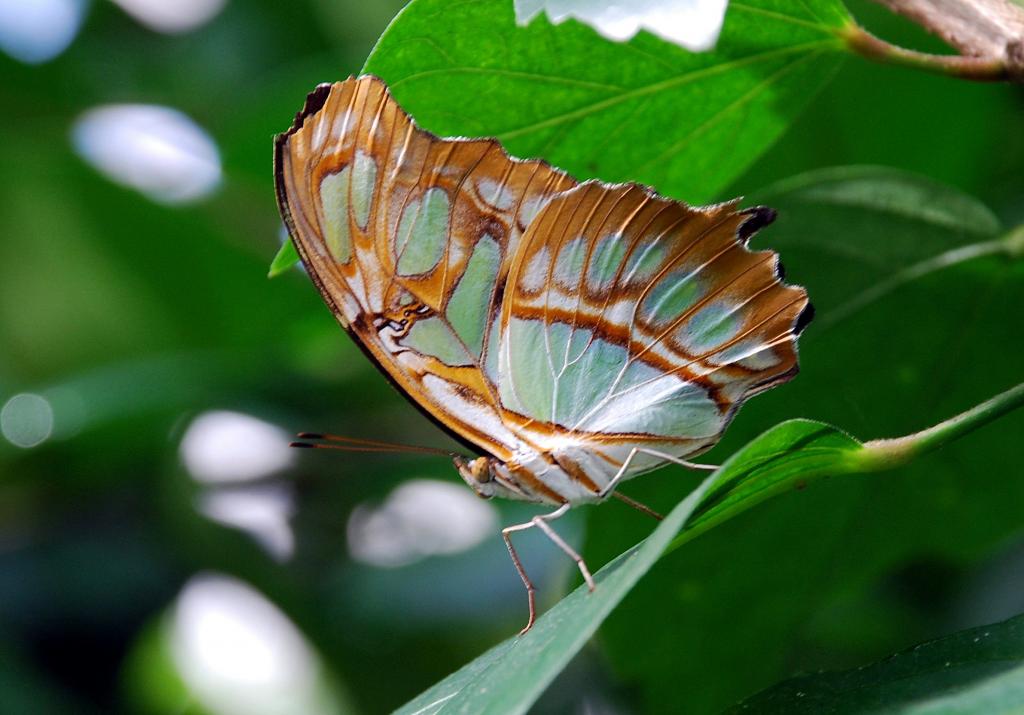 Schmetterling 1