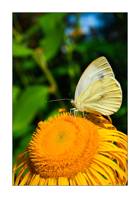 Schmetterling #1