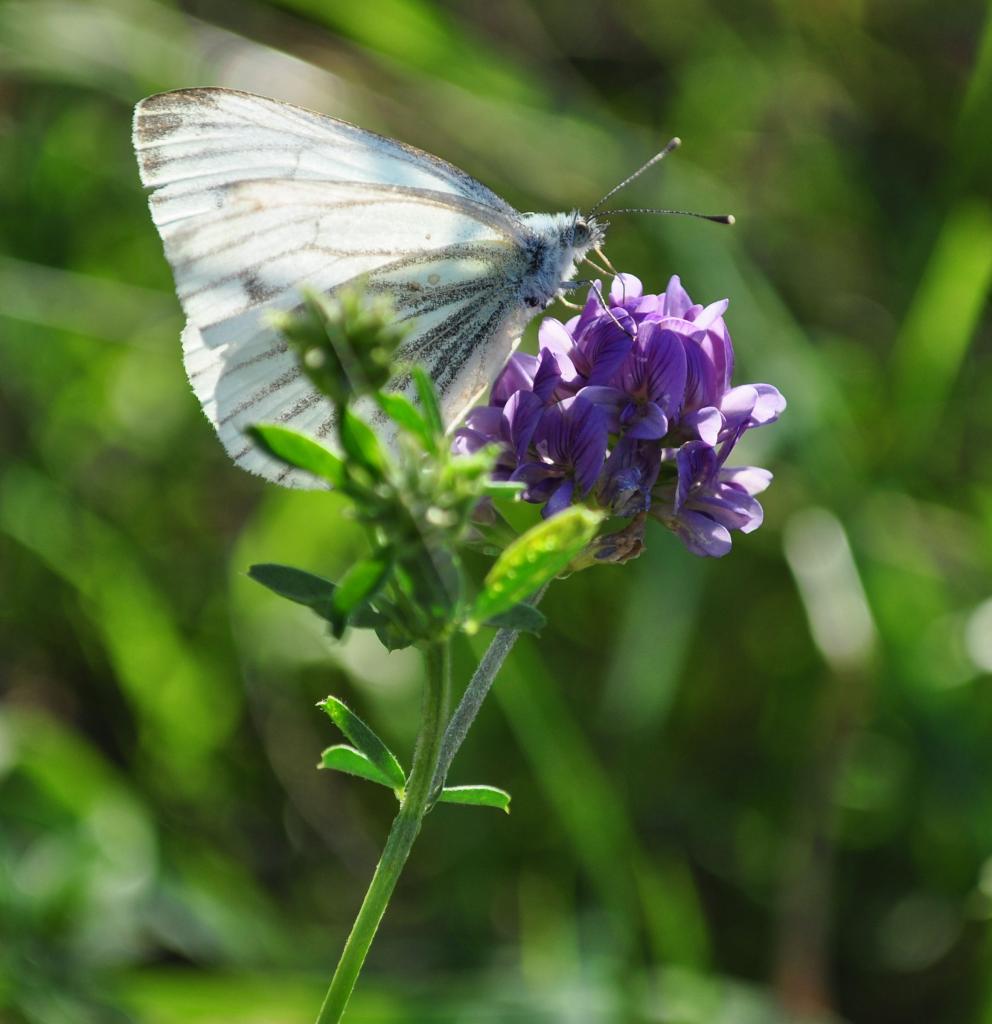 Schmetterling 1