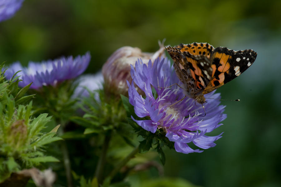schmetterling 1