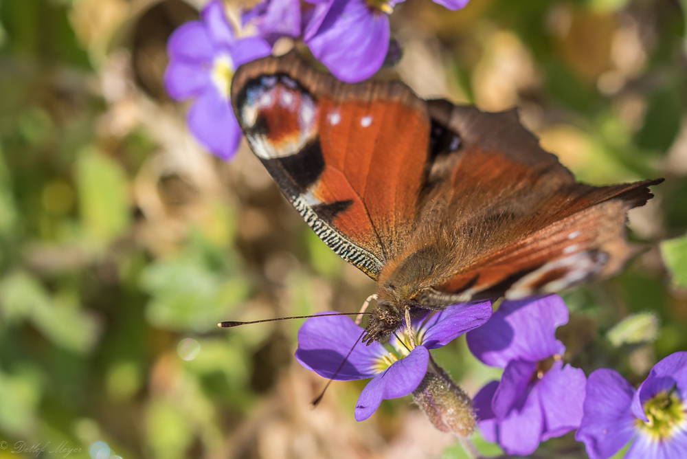 Schmetterling 15.04.15 41