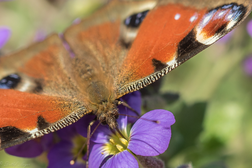 Schmetterling 15.04.15 51