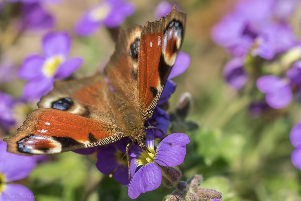 Schmetterling 15.04.15 52