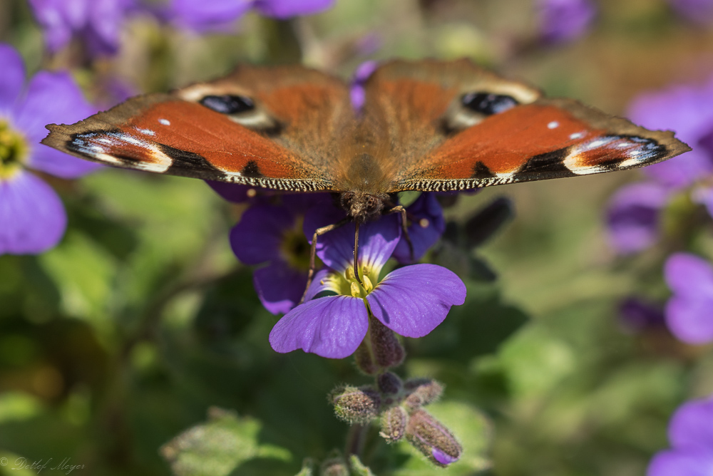 Schmetterling 15.04.15 53