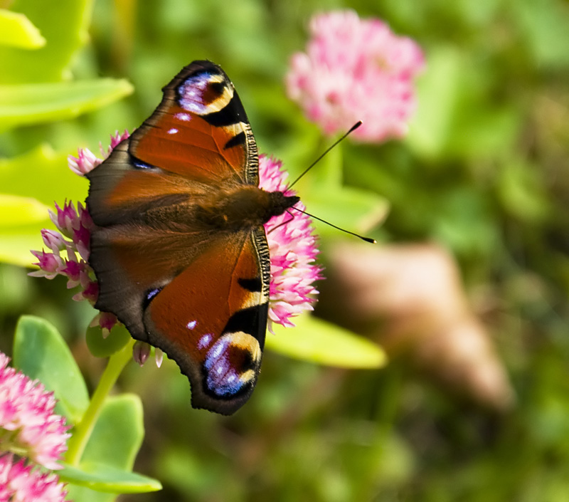 Schmetterling 2 kl filtered