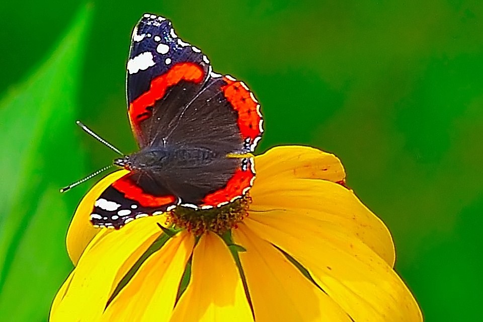Schmetterling-2