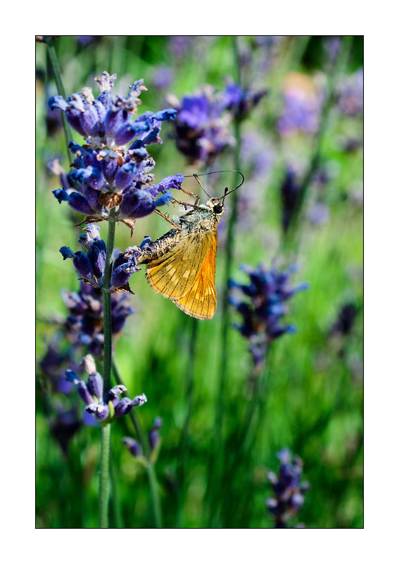 Schmetterling #2