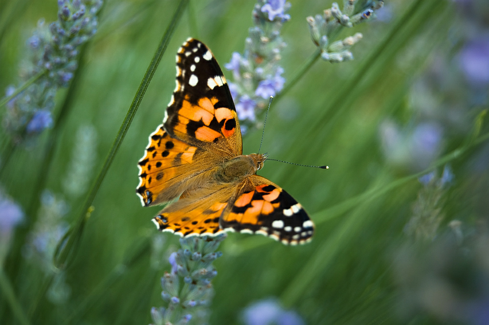 Schmetterling 2