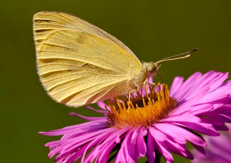 Schmetterling 2