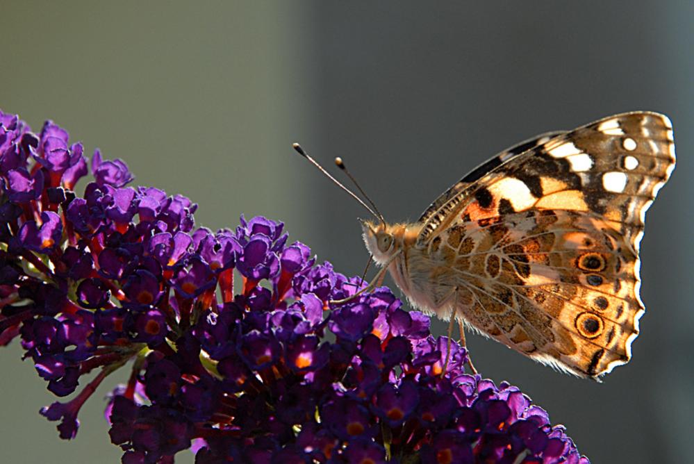 schmetterling 2009