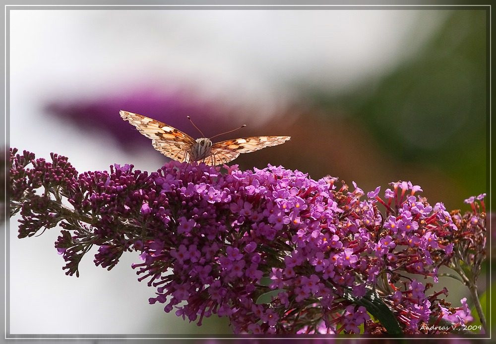 Schmetterling 3