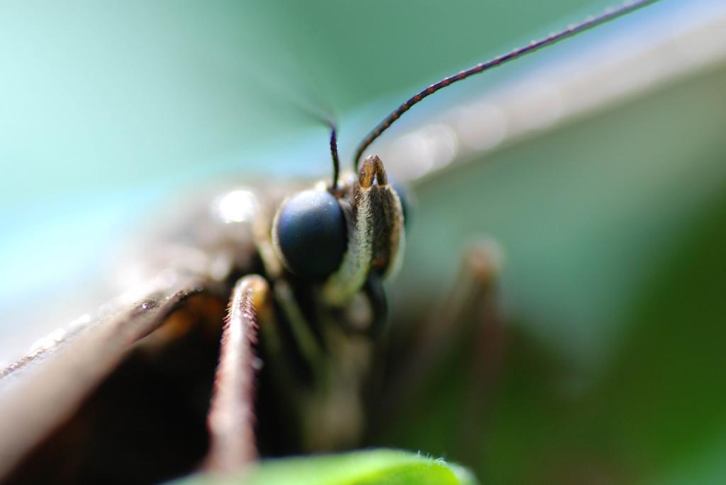 Schmetterling 3