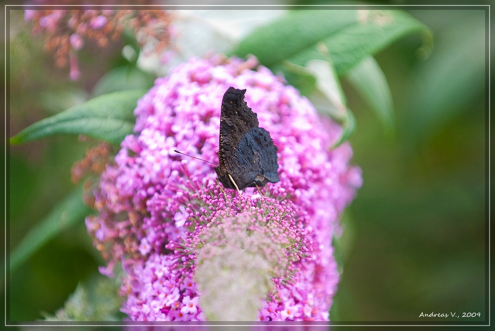 Schmetterling 4