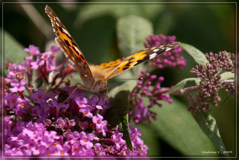 Schmetterling 7