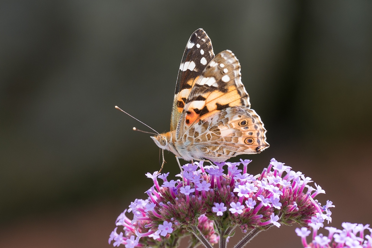 schmetterling 9868