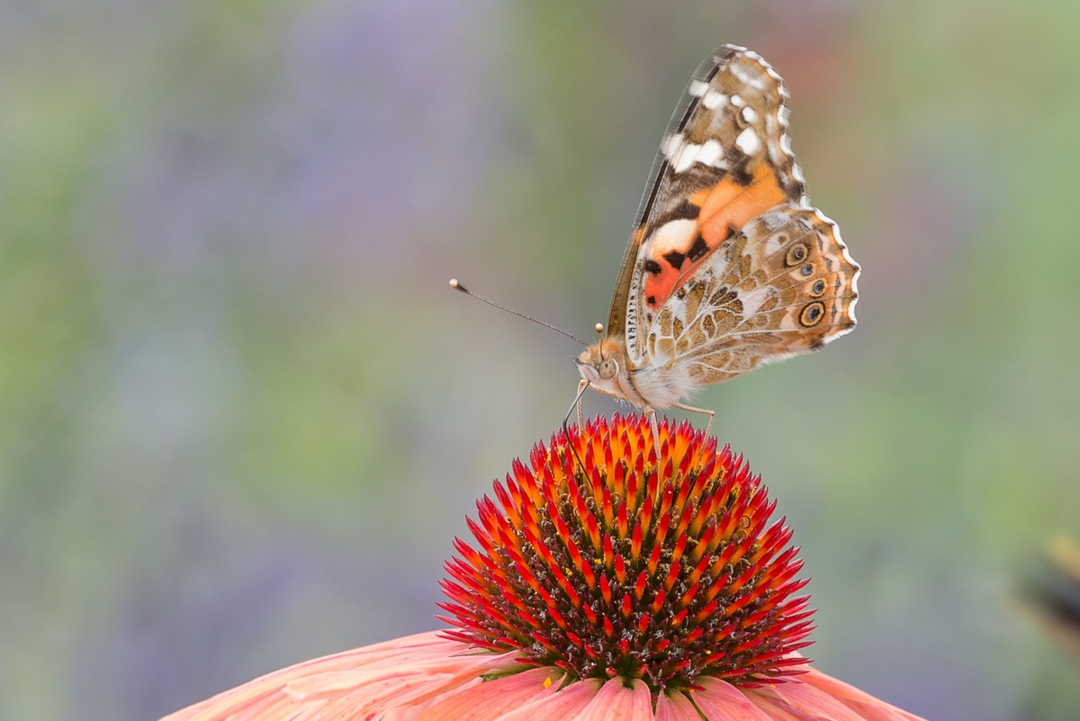 schmetterling 9894