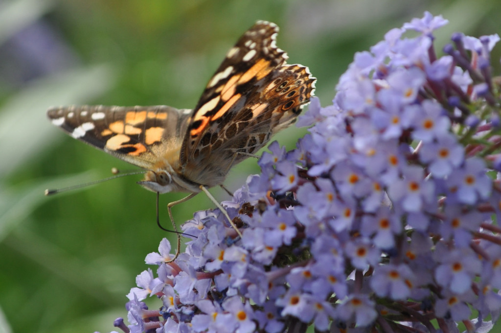 Schmetterling am Flieder