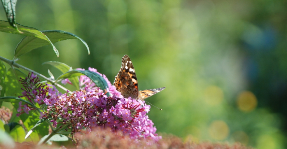 Schmetterling auf Flieder