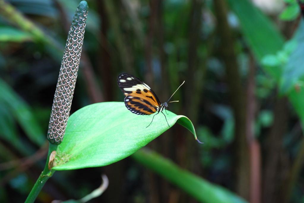 Schmetterling auf Pflanze im Botanischen Garten in München