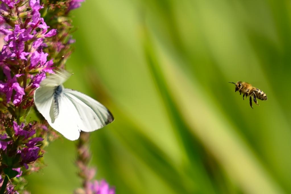Schmetterling Biene