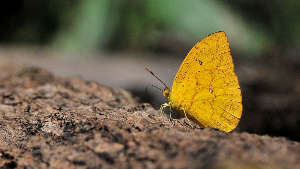 Schmetterling
Burro-Burro River, Surama
2333