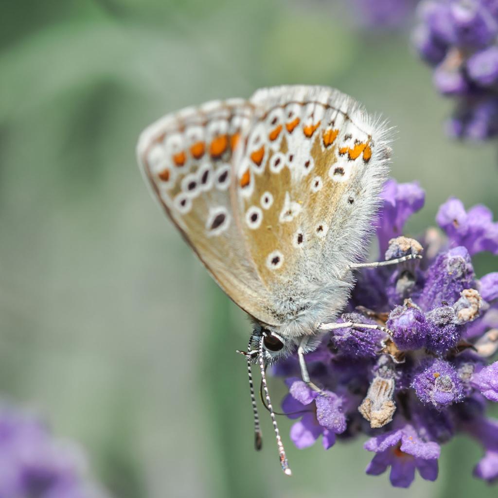 Schmetterling  C DSC 3678
