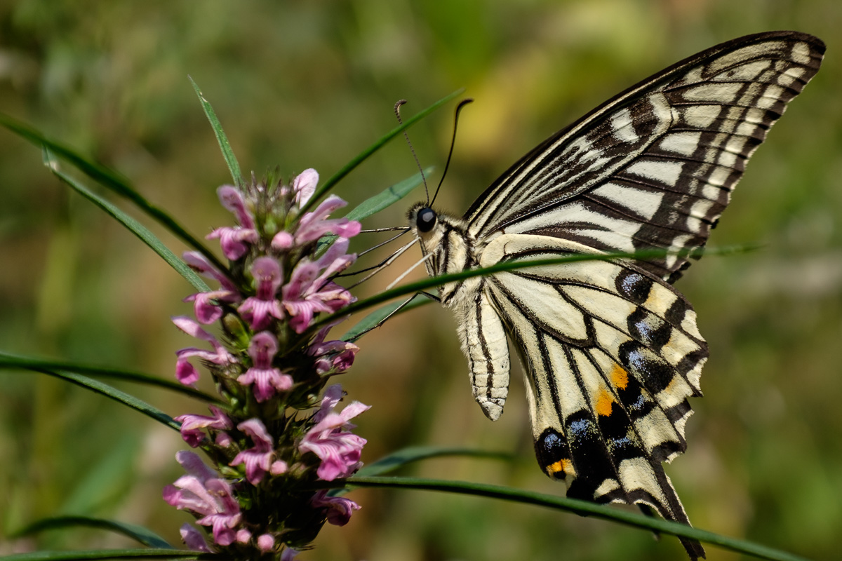 Schmetterling, China