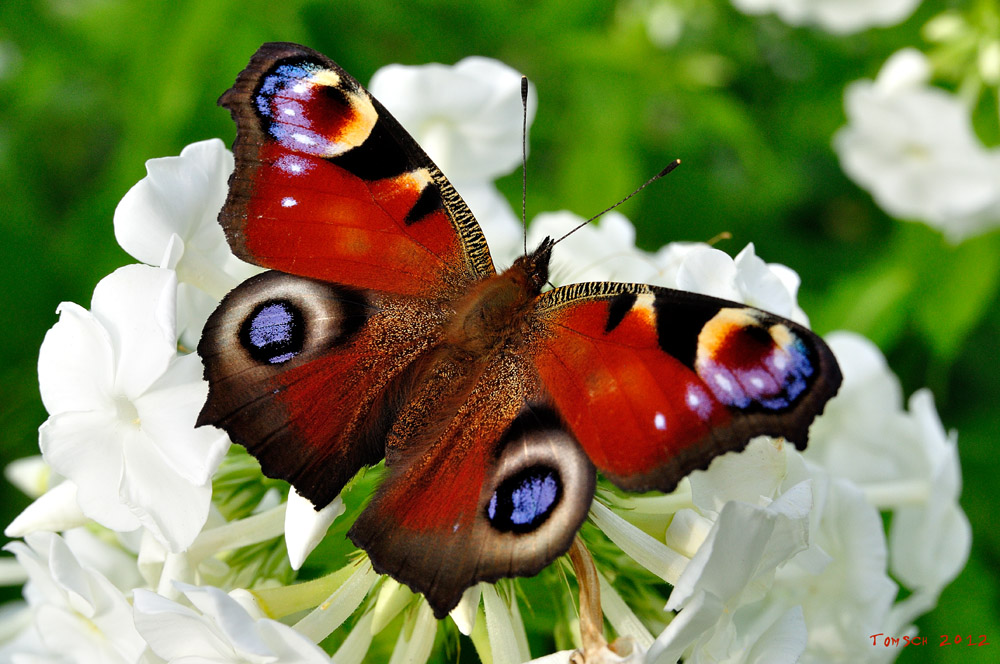 Schmetterling, Freilichtmuseum Wolfegg