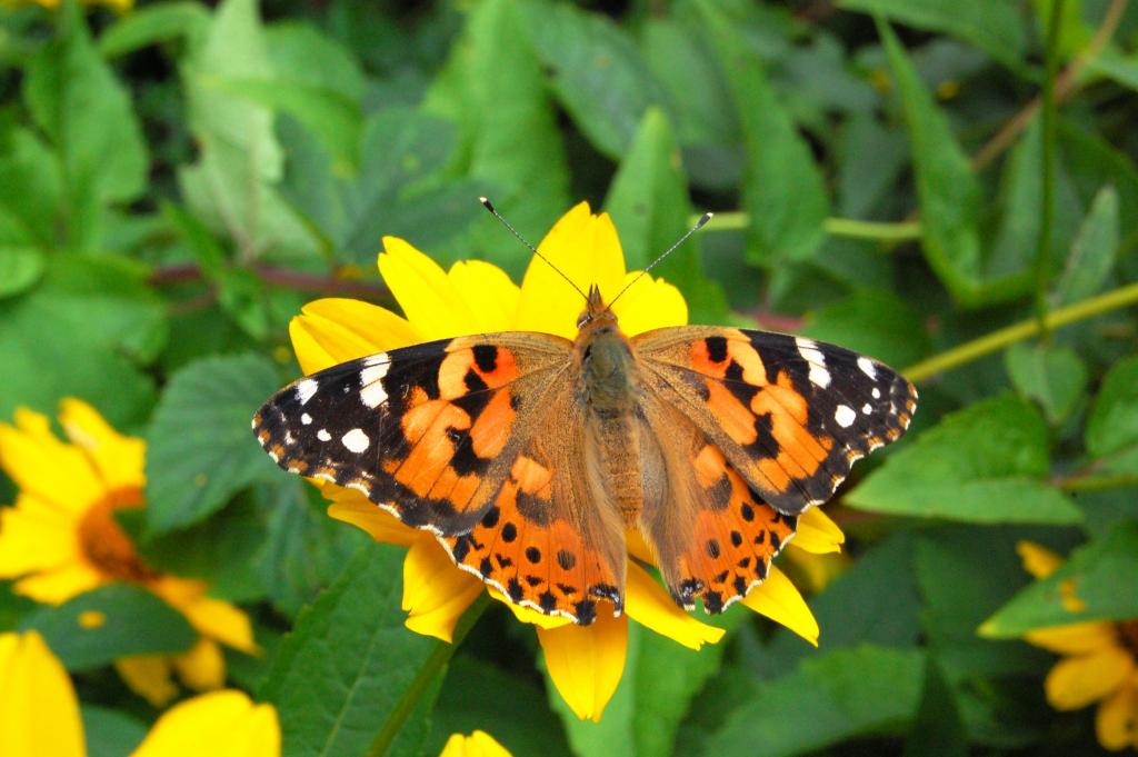 Schmetterling im Ökowerk