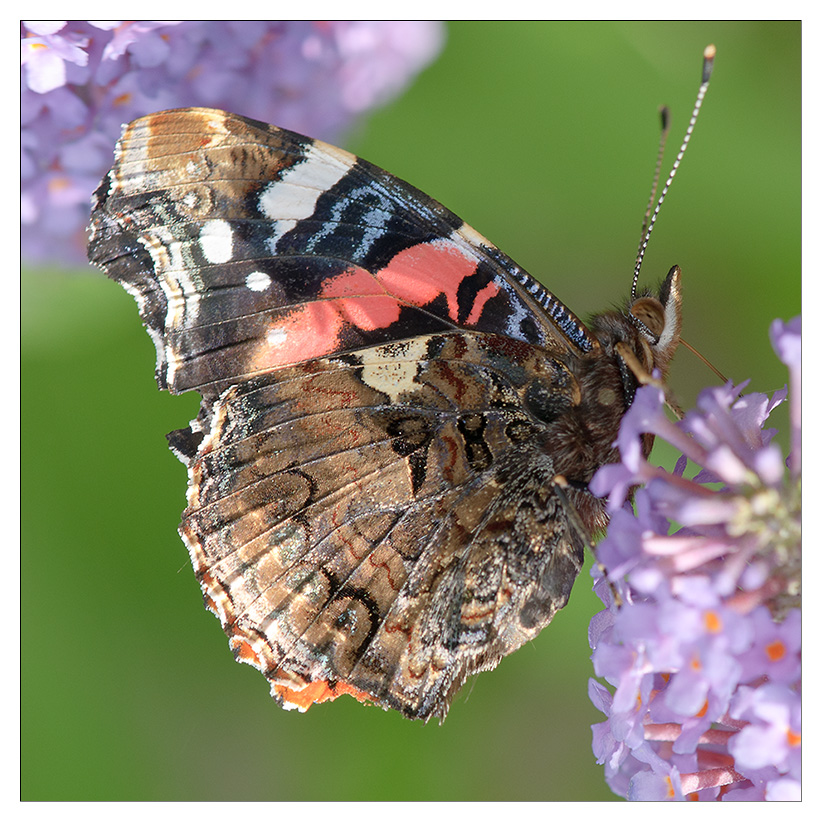 schmetterling im Flieder 2