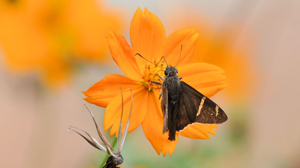 Schmetterling 
in Surama