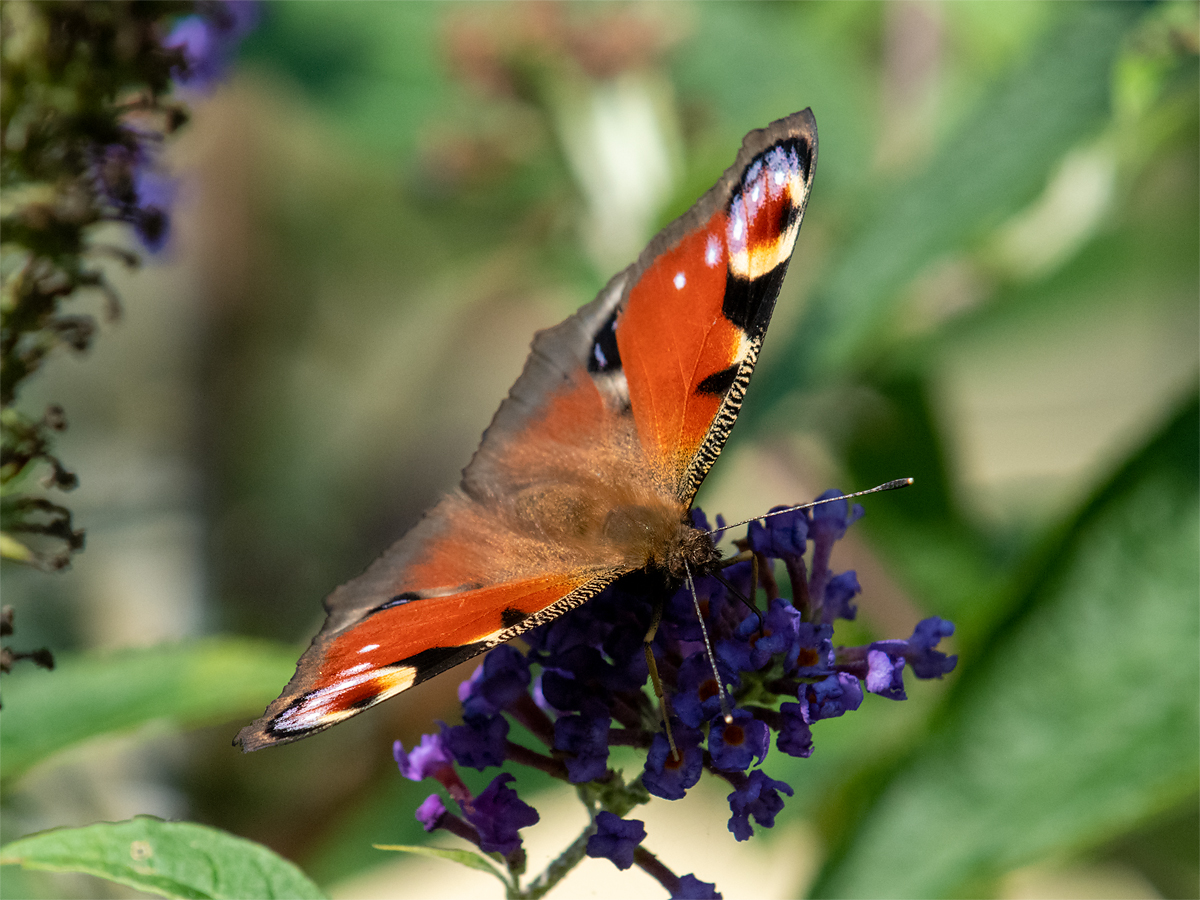 Schmetterling.jpg