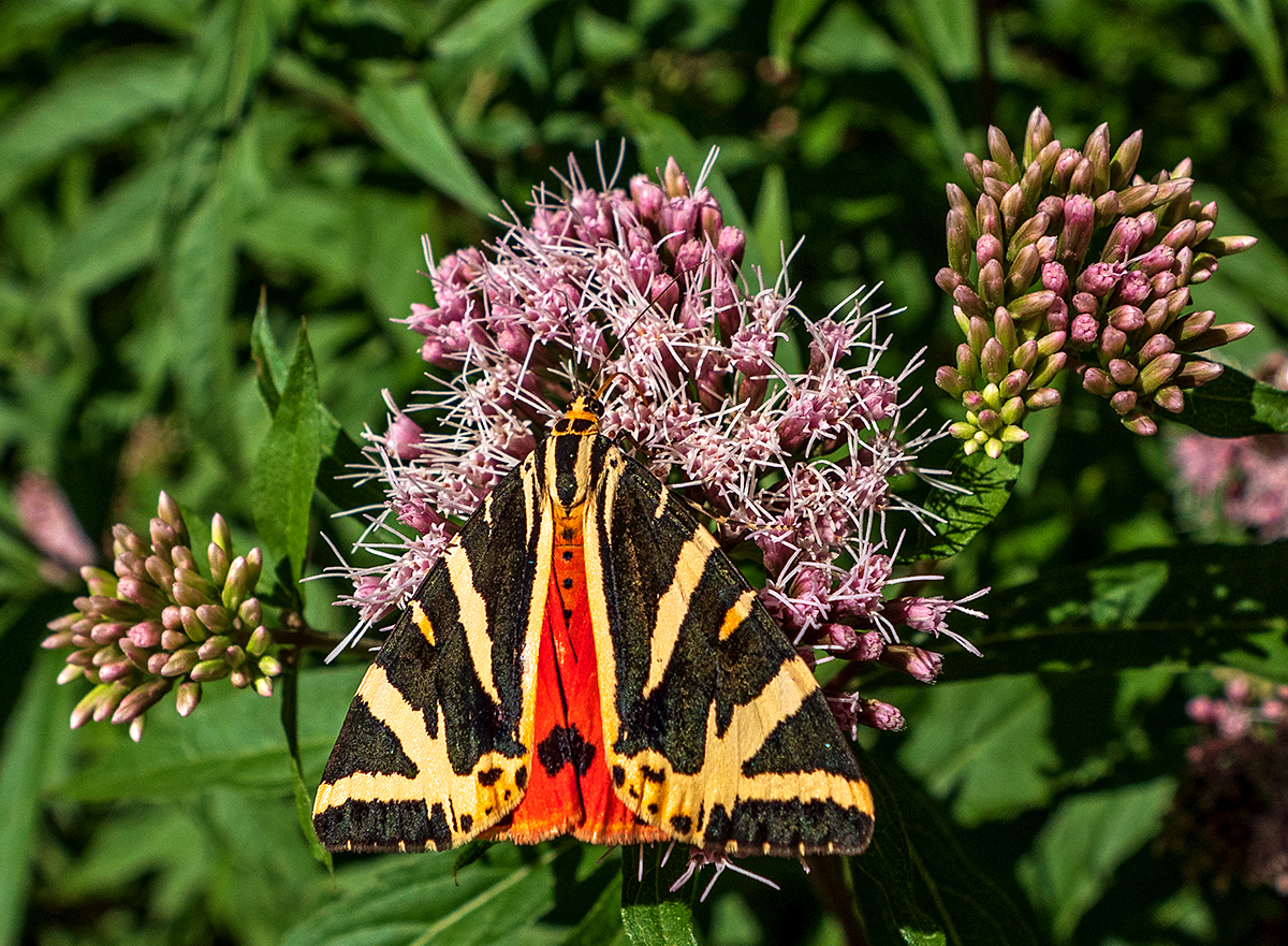 Schmetterling.jpg