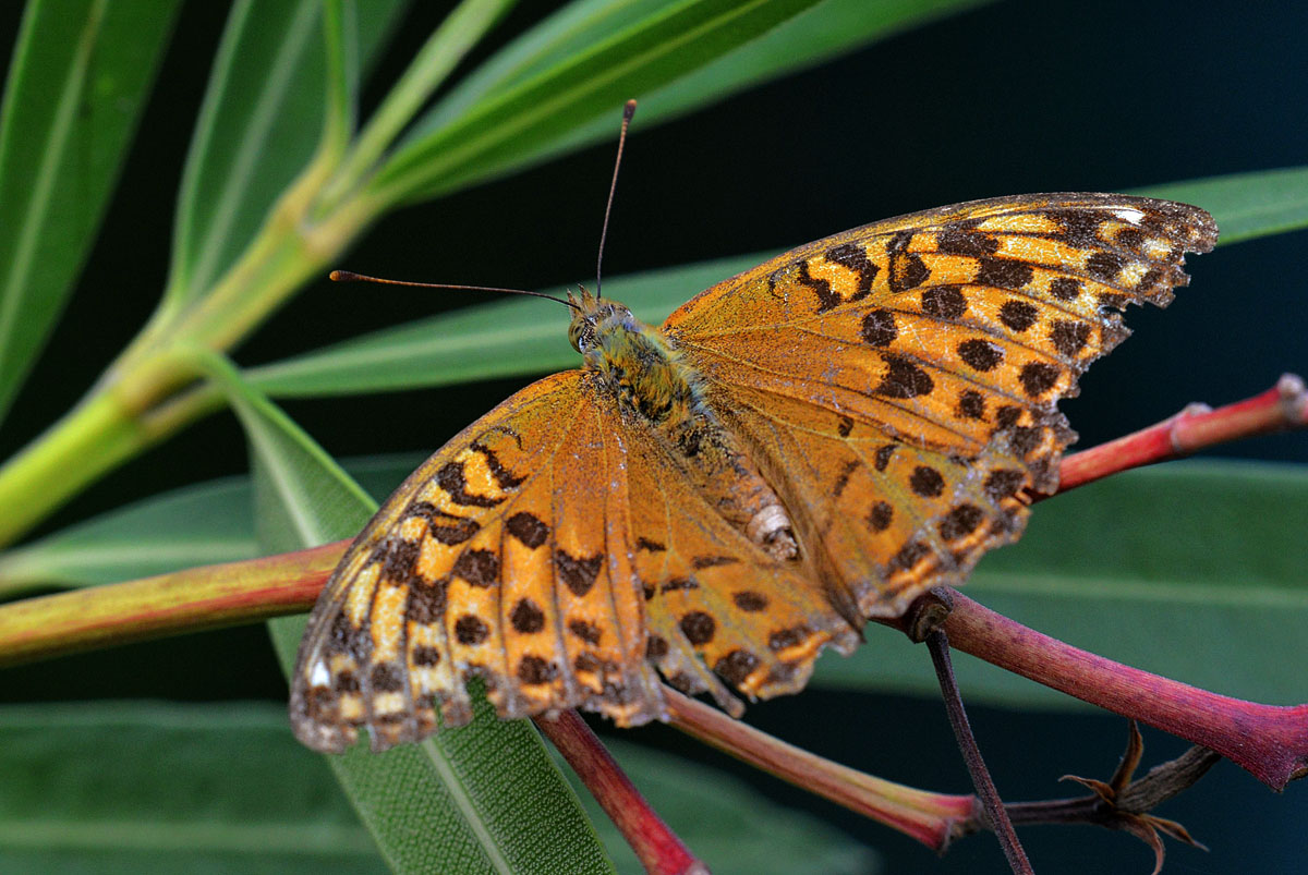 schmetterling Kaisermantel
