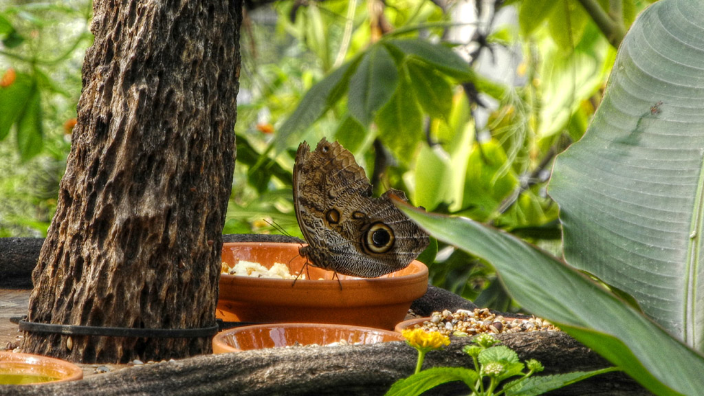 Schmetterling, leider vergessen, was für einer :)