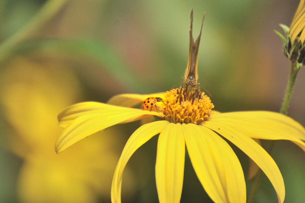 Schmetterling mit Marienkäfer