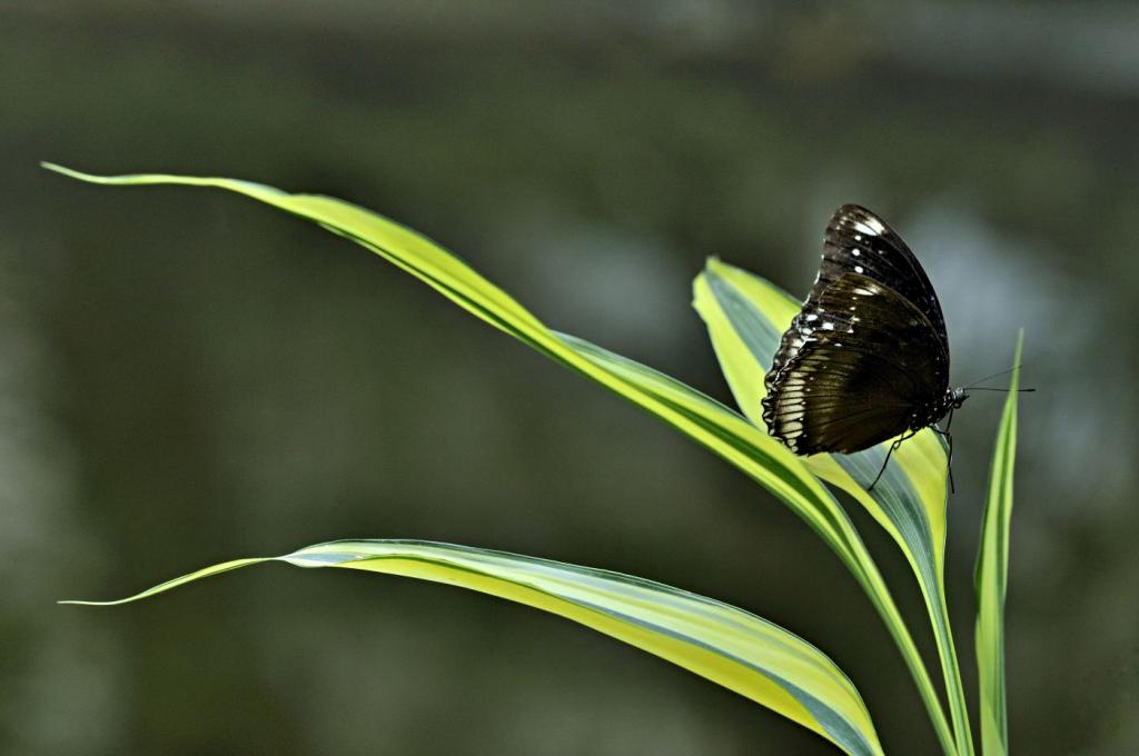 Schmetterling u. Pflanze 2039