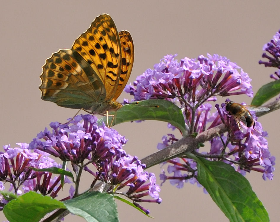 Schmetterling vs Biene